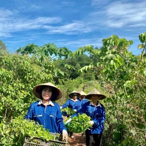 TRÀ CÀ GAI LEO THANH BÌNH